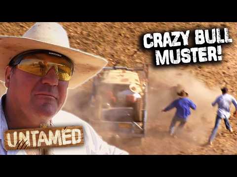 Видео: Поймать 30 разъярённых быков! Опасный сбор быков. | Идти в ногу с Джонсами | Неукротимый