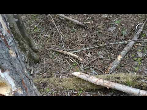 Видео: Одна из ошибок при установке капкана на волка