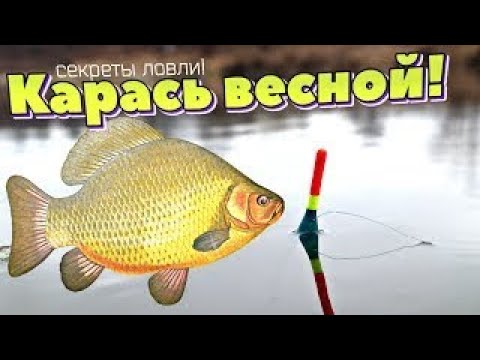 Видео: КРУПНЫЙ КАРАСЬ на ФИДЕР.Первый Трофей Catching Huge Crucians