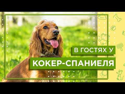 Видео: Содержание АНГЛИЙСКОГО КОКЕР-СПАНИЕЛЯ