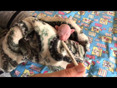 Видео: Котёнок такой родился🥲 Слабонервным не смотреть!  Часть 1