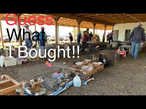 Видео: Я наконец-то их купил!!! Аукцион животных амишей