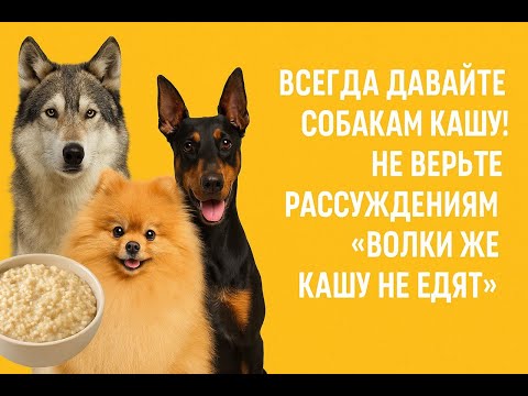 Видео: Непременно давайте собакам кашу и не верьте рассуждениям, что волки кашу не едят. Собакам каша надо!