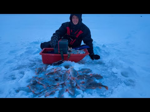 Видео: Все разъехались, а окунь начал ЖРАТЬ. Зимняя рыбалка на Ладоге. Ловля окуня на зимнюю блесну.