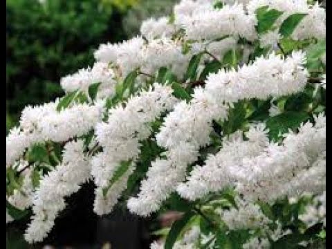 Видео: Обрезка куста Деция