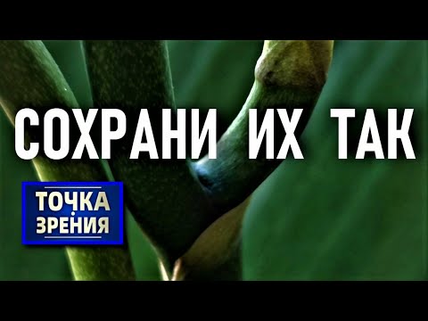 Видео: СОХРАНИ ЦВЕТОНОСЫ У ОРХИДЕИ ТАК И ТЫ ПОЙМЕШЬ! НЕ ОБРЕЗАЙ ИХ, ЕСЛИ НЕ ЗНАЕШЬ ЭТО! МОЯ ТОЧКА ЗРЕНИЯ👍👍👍