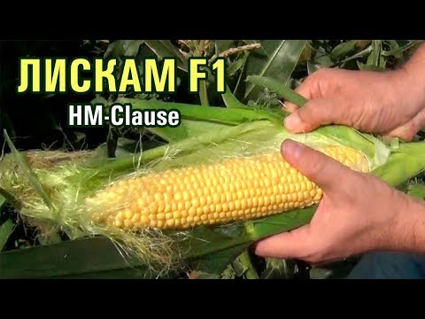 Видео: ЛИСКАМ F1 - Шикарный товарный вид супер сладкой кукурузы (28-07-2018)