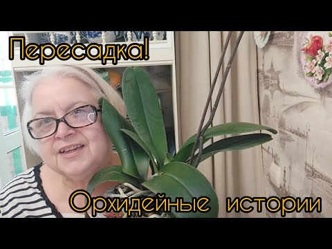 Видео: Самая быстрая, самая лёгкая, самая безболезненная для орхидеи пересадка!!!!