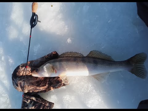 Видео: рыбалка 02.03.24 Рефтинское водохранилище