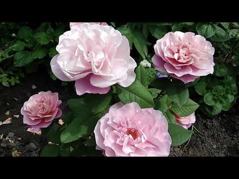 Видео: Розы - Шедевры. Новые сорта роз Посадка 2021.