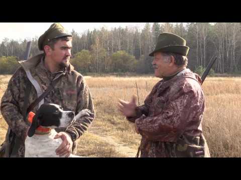 Видео: Охотничьи собаки. Сезон 1. С пойнтером по перу