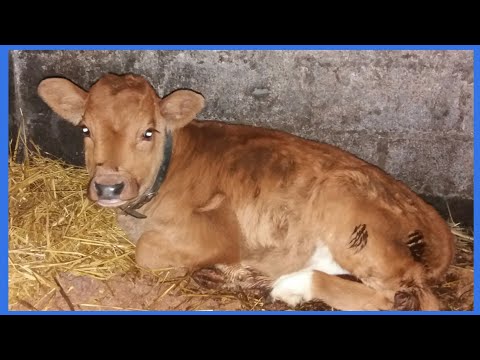 Видео: Кормление Теленка с Первых Дней Жизни . Как выпоить теленка если мало молока или молозива у коровы
