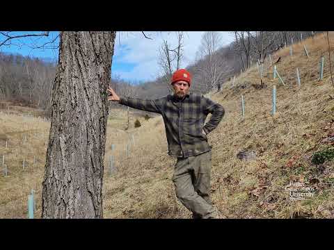 Видео: Как приготовить сироп из черного грецкого ореха