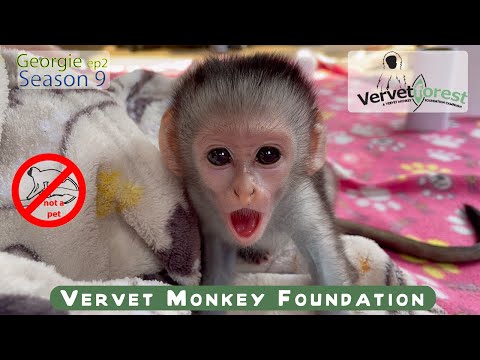 Видео: Прибытие детеныша обезьяны Джорджи, спасенного после трагического случая с застреленной матерью