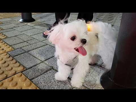 Видео: Щенок, которого не было 2 недели, как только мы пошли на прогулку, большая вечеринка!