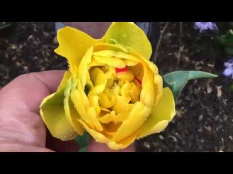 Видео: Обзор сада. Новый забор. Весенний сад с тюльпанами и нарциссами.