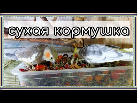 Видео: Обновляю копошилку для попугаев. Что добавить в сухую кормушку попугаю.