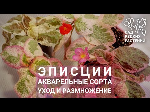 Видео: Акварельные эписции, сорта. Уход, содержание, размножение