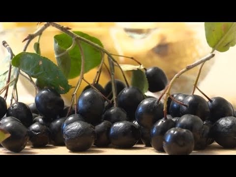 Видео: Полезна ли черноплодная рябина?