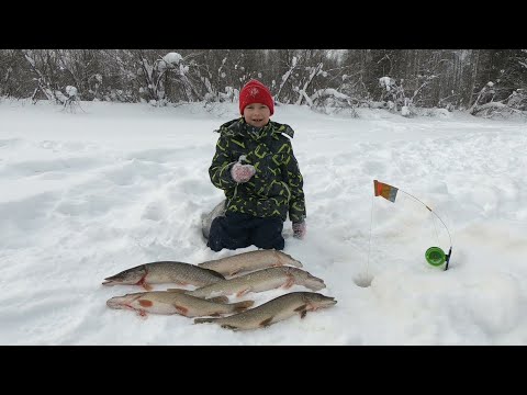 Видео: ЩУЧЬИ ЛУНКИ! ПОЙМАЛ, ПОЦЕЛОВАЛ, ОТПУСТИЛ)))! НАСТОЯЩИЙ РЫБАК РАСТЁТ! СЕВЕРНАЯ РЫБАЛКА НА ЖЕРЛИЦЫ!