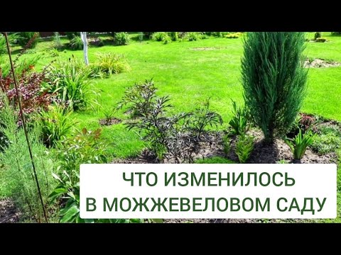 Видео: ЧТО ИЗМЕНИЛОСЬ В МОЖЖЕВЕЛОВОМ САДУ. 13.08.2024г. БЕЛАРУСЬ, ГОМЕЛЬСКАЯ ОБЛАСТЬ