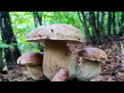Видео: Дуже красиві знахідки білих грибів.Шикарні білі гриби массово ростуть в Карпатах