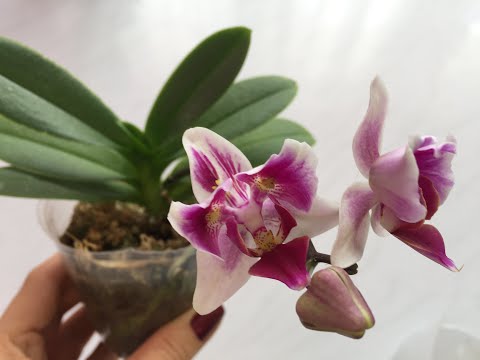 Видео: Пересадка орхидеи Miki Crown ‘16’ И ЕЩЕ КОЕ-ЧТО!!!