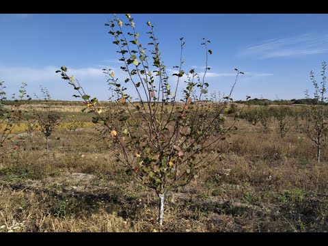 Видео: Обрезка молодой сливы. Формировка молодой сливы веретеном. Формирующая обрезка сливы осенью.