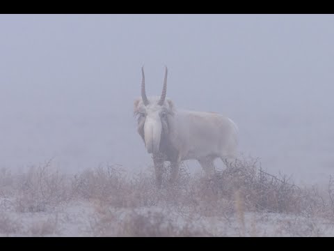 Видео: Kurmangazy - Aqsaq kiik (Құрманғазы - Ақсақ киік) #Kazakhstan #centralasia