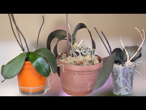 Видео: ГЕРБАРИЙ из орхидей. ПОЛУМЕРТВЫЕ растения. Почему не стали там расти. Ошибки пересадки и содержания.