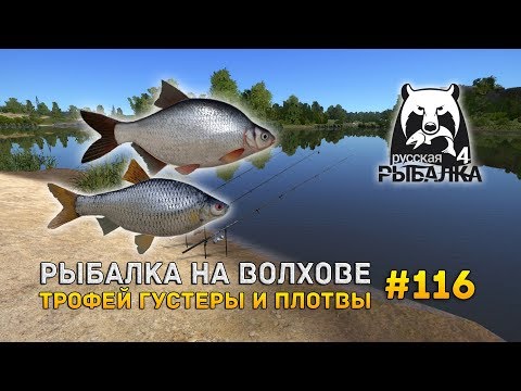 Видео: Русская Рыбалка 4 #116 -  Рыбалка на Волхове. Трофей Густеры и Плотвы