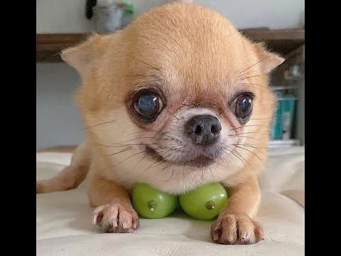 Видео: 😺 Королева красоты! 🐕 Смешное видео с собаками и кошками! 😸
