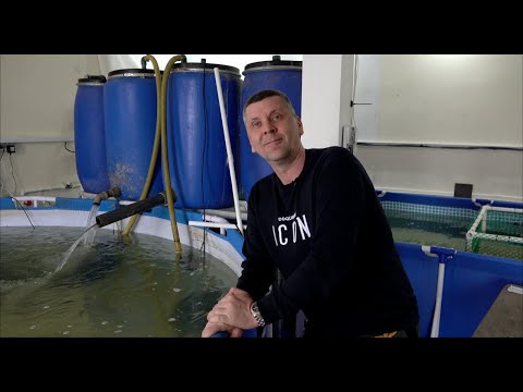 Видео: Разводня скатов Михаила Мегерина