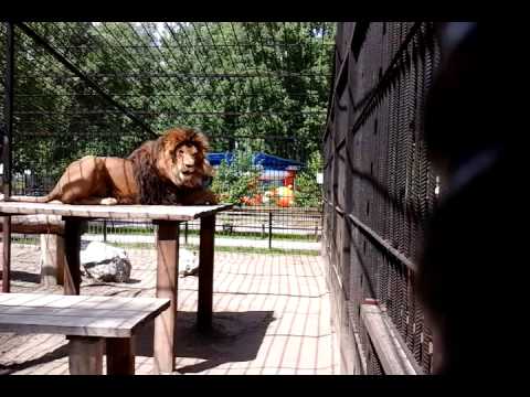 Видео: Барнаульский зоопарк. Обогащение среды у африканского льва.
