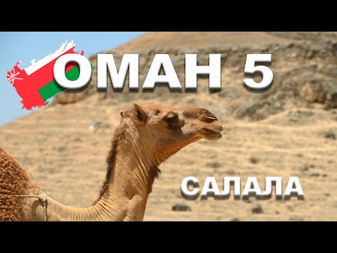 Видео: 🇴🇲 ОМАН | САЛАЛА #5 Встретили верблюдов - заблудились в дороге - восторг от океана - Кокосовый пляж