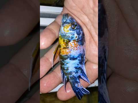 Видео: Привет всем! Аулонокара мультиколор