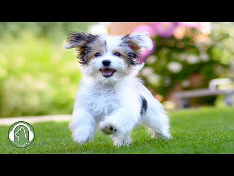 Видео: Исцеляющая музыка, которую любят собаки🐶Музыка, которую можно слушать во время игры