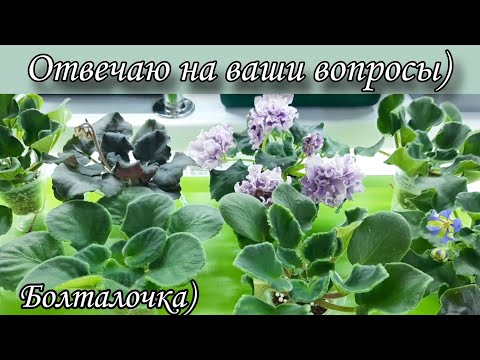 Видео: Отвечаю на ваши вопросы по выращиванию фиалок! Болталочка)