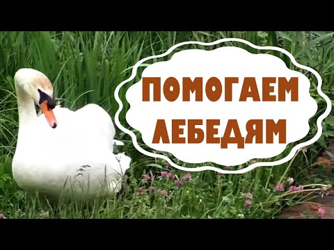 Видео: Кормушка для белых лебедей.  Жизнь в Австрии