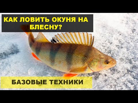 Видео: Ловля окуня зимой на блесну. 1 серия + Розыгрыш