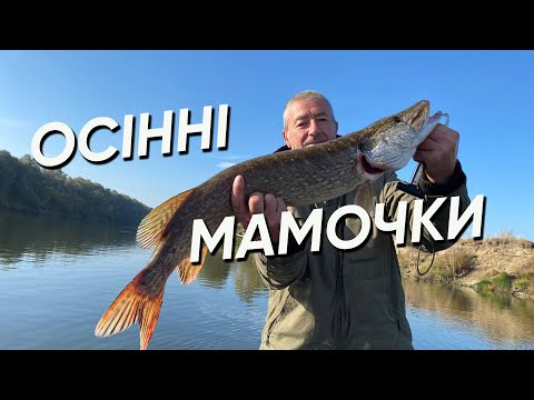 Видео: БАБИНЕ ЛІТО САМЕ ЧАС ЛОВИТИ ТРОФЕЙНУ ЩУКУ✅Зачарована Десна роздає ТРОФЕЇ✅