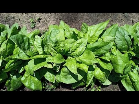 Видео: Как вырастить шпинат в открытом грунте