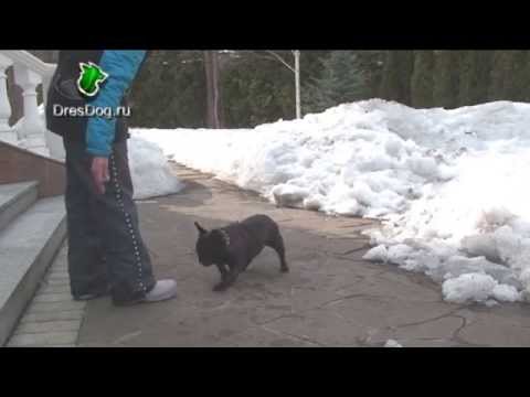 Видео: Французский бульдог. Послушание