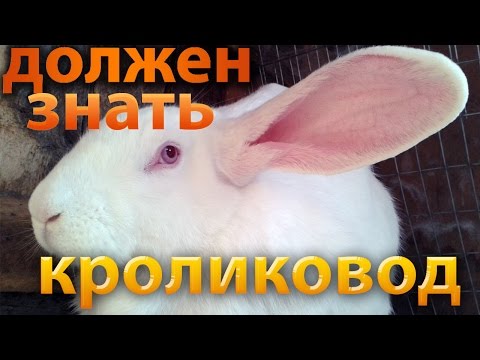 Видео: Разведение кроликов для начинающих - 50 советов кролиководу!