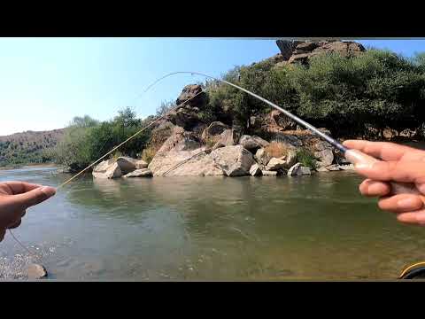 Видео: 1.2 кг кефал с мухарка