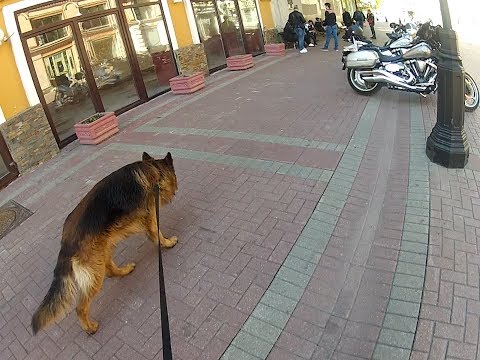 Видео: работа собаки по запаху - поиск в городе