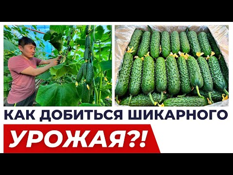 Видео: МОЩНЫЙ КОКТЕЙЛЬ ДЛЯ ШИКАРНОГО УРОЖАЯ! #агробизнес #удобрения #теплица #рассада #огурцы