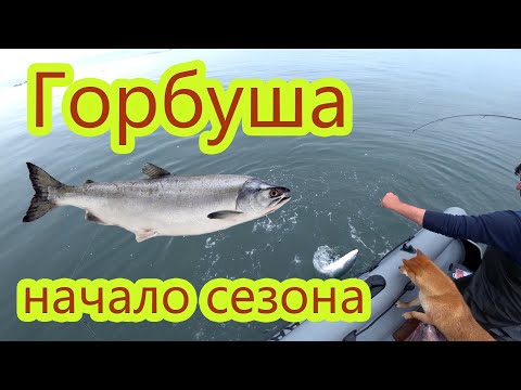 Видео: МегаКруто открыли сезон ловли горбуши!