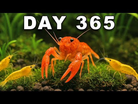 Видео: Моделирование экосистемы озера в течение 365 дней