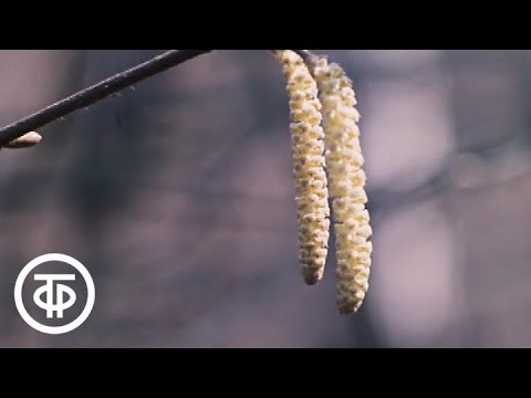 Видео: Март. Из цикла "Двенадцать месяцев" (1977)